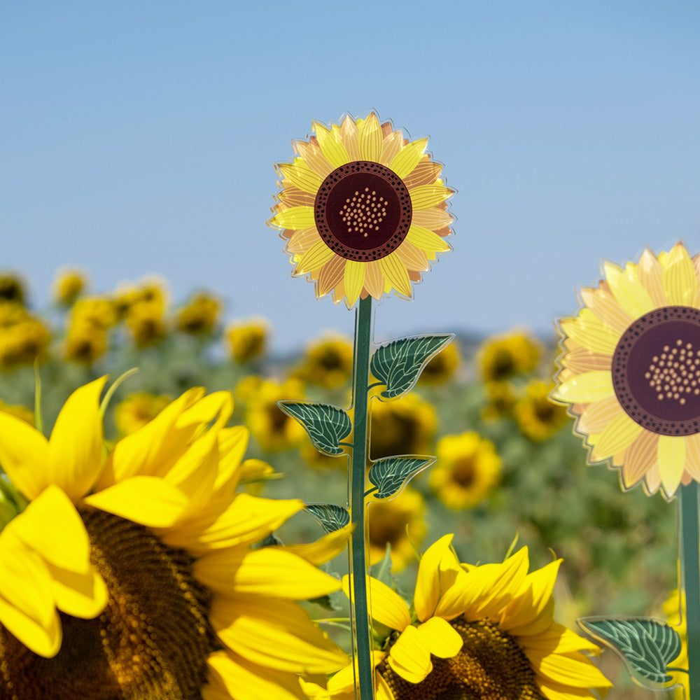 Small Single Sunflower Funny Flowers