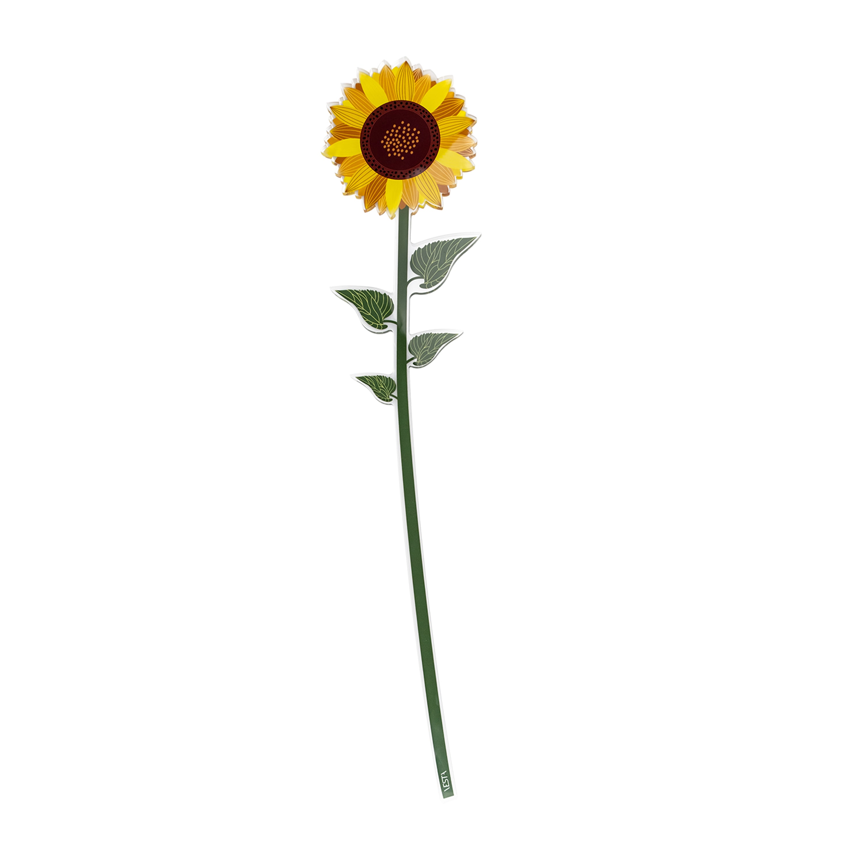 Small Single Sunflower Funny Flowers
